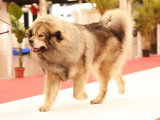 Assocation Canine Maine Anjou