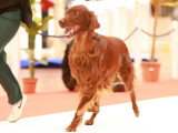 Assocation Canine Maine Anjou