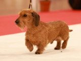 Assocation Canine Maine Anjou