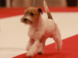 Assocation Canine Maine Anjou