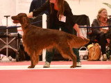 Assocation Canine Maine Anjou