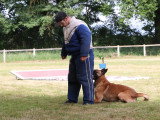 Assocation Canine Maine Anjou