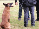 Assocation Canine Maine Anjou