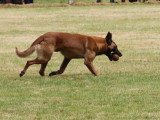 Assocation Canine Maine Anjou