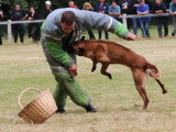 Assocation Canine Maine Anjou