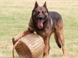 Assocation Canine Maine Anjou