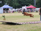 Assocation Canine Maine Anjou