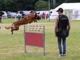 Assocation Canine Maine Anjou