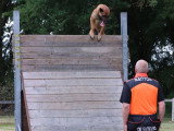 Assocation Canine Maine Anjou