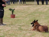 Assocation Canine Maine Anjou