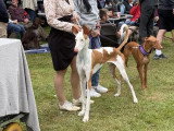Association Canine Territoriale de Bourgogne
