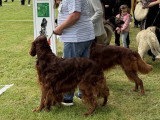 Association Canine Territoriale de Bourgogne