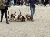 Association Canine Territoriale de Bourgogne