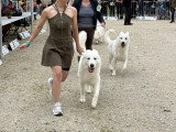 Association Canine Territoriale de Bourgogne