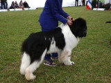 Association Canine Territoriale de Bourgogne
