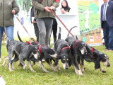 Association Canine Territoriale de Bourgogne