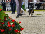 Association Canine Territoriale de Bourgogne