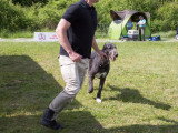 Société Canine Régionale de l’Île-de-France (SCIF)