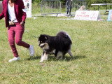 Société Canine Régionale de l’Île-de-France (SCIF)