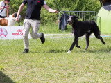 Société Canine Régionale de l’Île-de-France (SCIF)