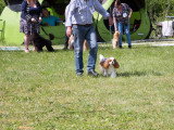 Société Canine Régionale de l’Île-de-France (SCIF)