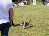 Société Canine Régionale de l’Île-de-France (SCIF)