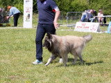 Société Canine Régionale de l’Île-de-France (SCIF)
