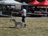 Association Canine Territoriale Corse