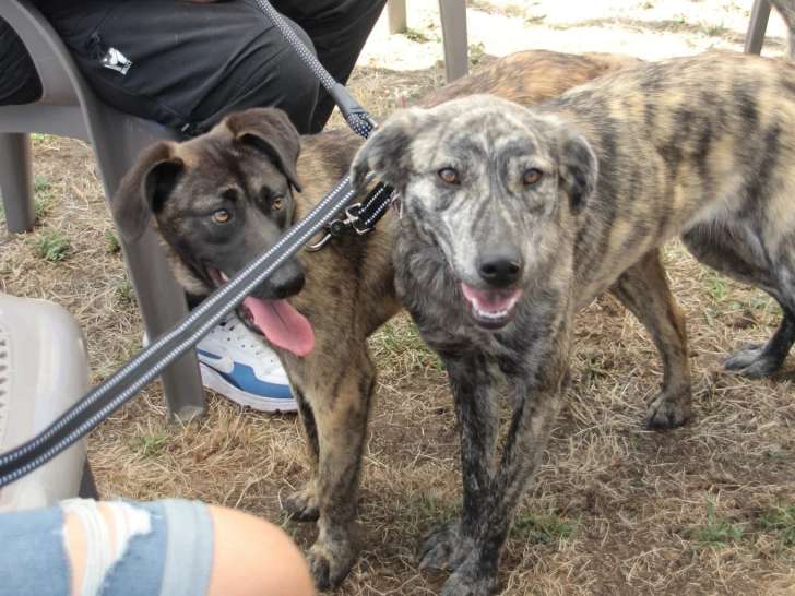 Association Canine Territoriale Corse