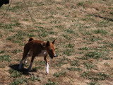 Association Canine Territoriale Corse