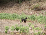 Association Canine Territoriale Corse
