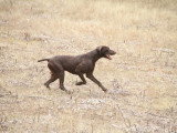 Association Canine Territoriale Corse