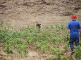 Association Canine Territoriale Corse