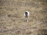 Association Canine Territoriale Corse