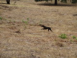 Association Canine Territoriale Corse