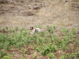 Association Canine Territoriale Corse