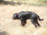 Association Canine Territoriale Corse