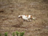 Association Canine Territoriale Corse