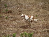 Association Canine Territoriale Corse