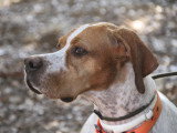 Association Canine Territoriale Corse