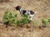 Association Canine Territoriale Corse