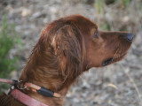 Association Canine Territoriale Corse
