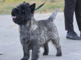 Association Canine Territoriale Gironde