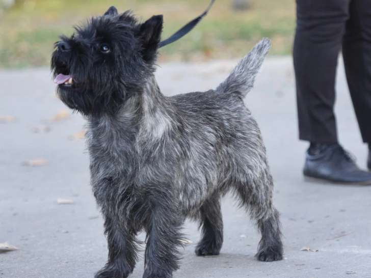 Association Canine Territoriale Gironde