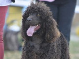 Association Canine Territoriale Gironde