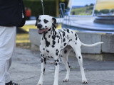 Association Canine Territoriale Gironde