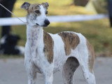 Association Canine Territoriale Gironde
