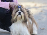 Association Canine Territoriale Gironde