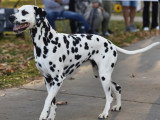 Association Canine Territoriale Gironde