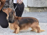 Association Canine Territoriale Gironde